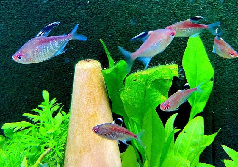 Rotrücken-Kirschflecksalmler - Hyphessobrycon pyrrhonotus aqua-teck