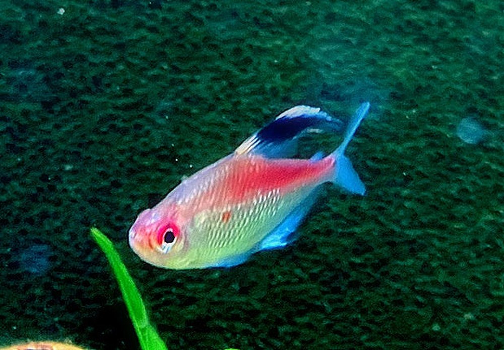 Rotrücken-Kirschflecksalmler - Hyphessobrycon pyrrhonotus aqua-teck