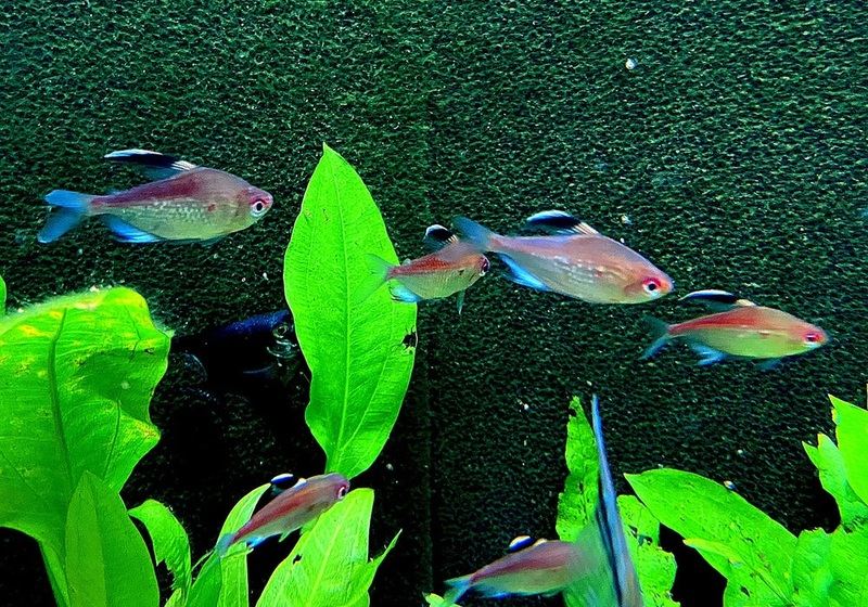 Rotrücken-Kirschflecksalmler - Hyphessobrycon pyrrhonotus aqua-teck