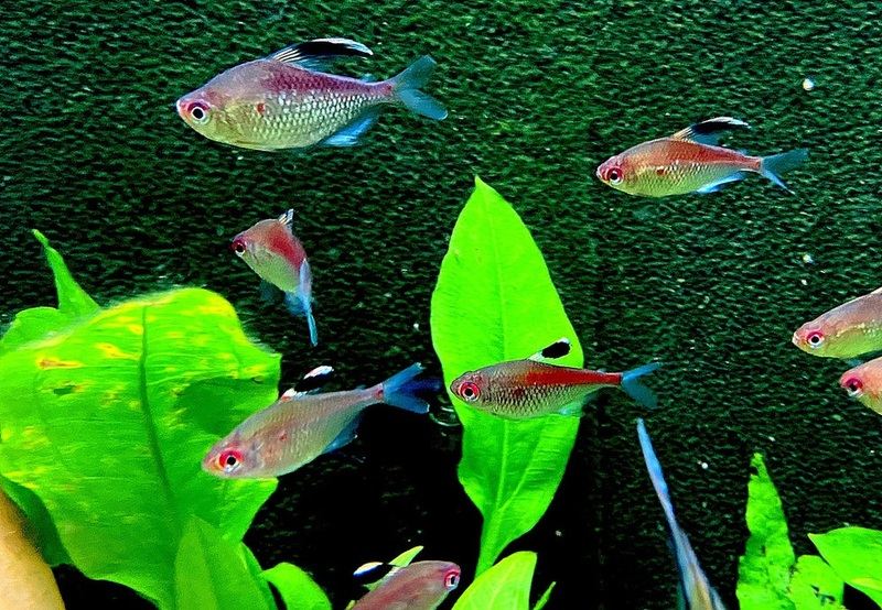 Rotrücken-Kirschflecksalmler - Hyphessobrycon pyrrhonotus aqua-teck