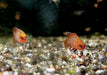 Scharlachroter Zwergblaubarsch - Dario Dario aqua-teck