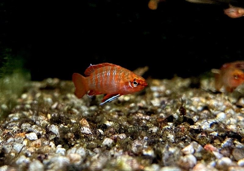 Scharlachroter Zwergblaubarsch - Dario Dario aqua-teck