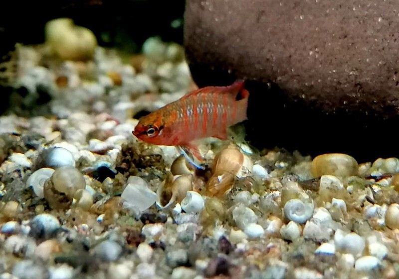 Scharlachroter Zwergblaubarsch - Dario Dario aqua-teck