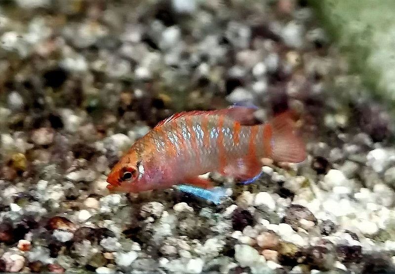 Scharlachroter Zwergblaubarsch - Dario Dario aqua-teck