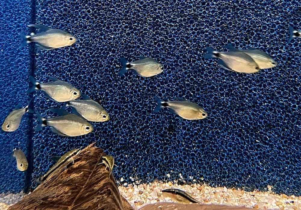 Schilfsalmler - Hyphessobrycon elachys aqua-teck