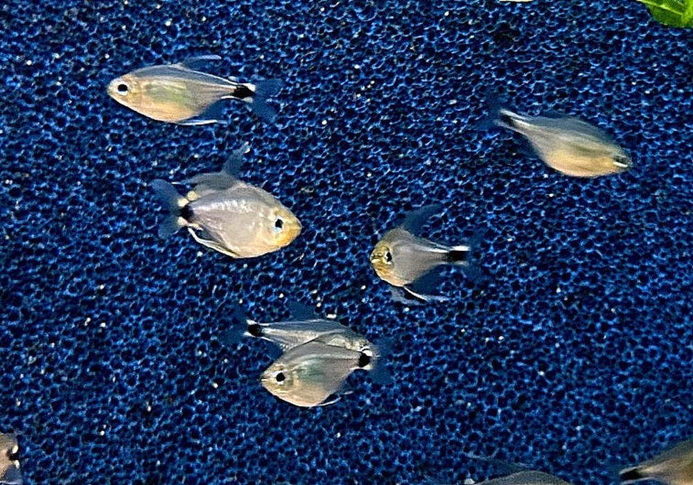 Schilfsalmler - Hyphessobrycon elachys aqua-teck