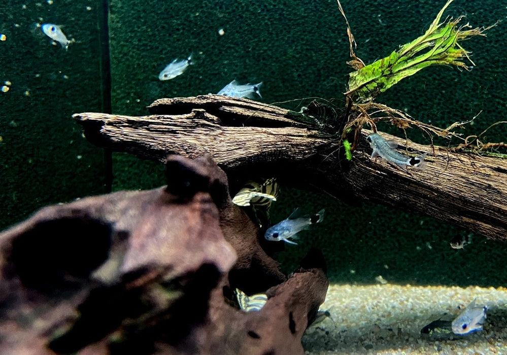 Sichelfleck-Zwergpanzerwels - Corydoras hastatus aqua-teck