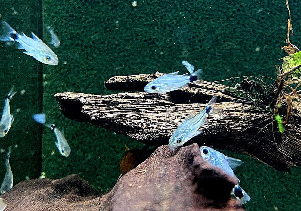 Sichelfleck-Zwergpanzerwels - Corydoras hastatus aqua-teck