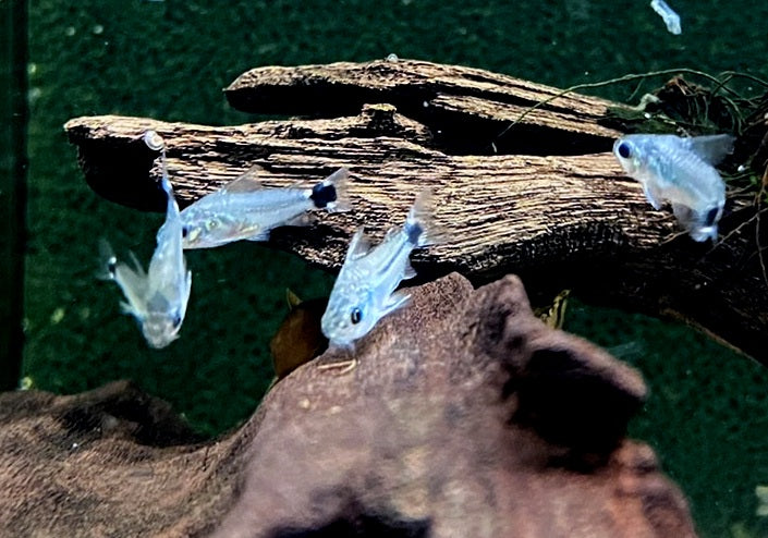 Sichelfleck-Zwergpanzerwels - Corydoras hastatus