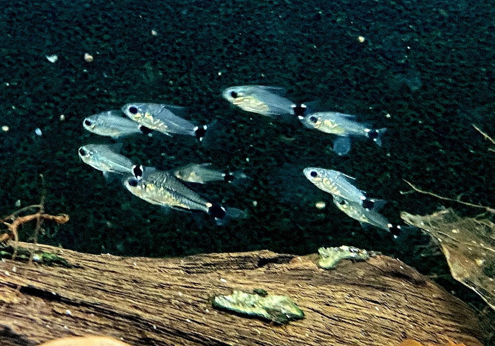 Sichelfleck-Zwergpanzerwels - Corydoras hastatus aqua-teck