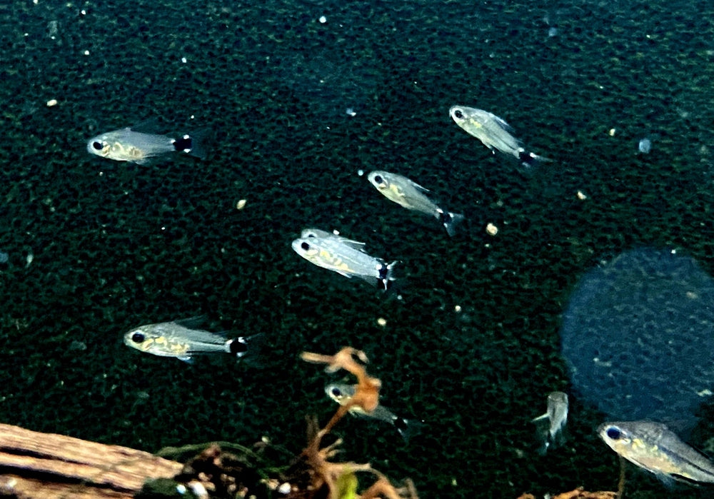 Sichelfleck-Zwergpanzerwels - Corydoras hastatus aqua-teck