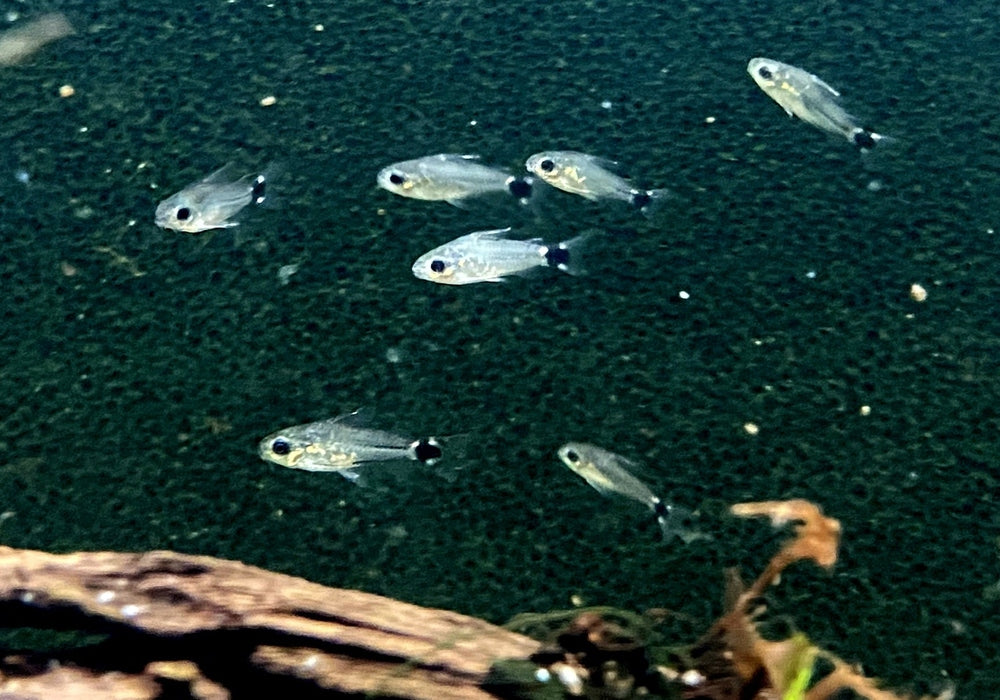 Sichelfleck-Zwergpanzerwels - Corydoras hastatus aqua-teck