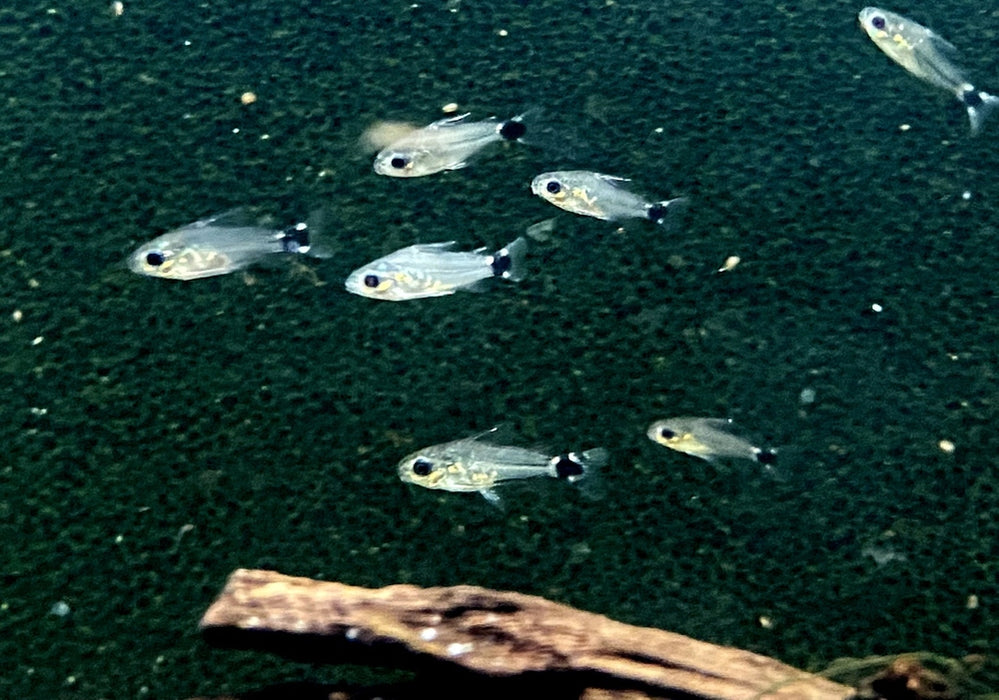 Sichelfleck-Zwergpanzerwels - Corydoras hastatus aqua-teck