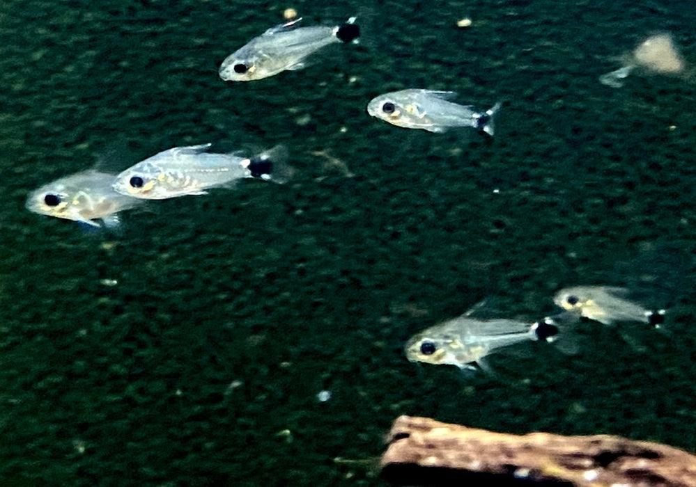 Sichelfleck-Zwergpanzerwels - Corydoras hastatus aqua-teck