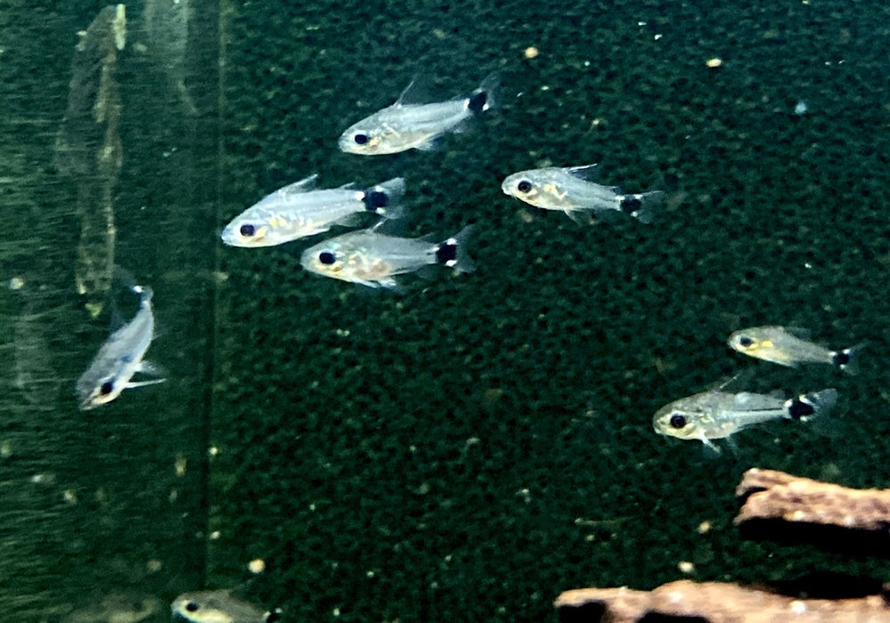 Sichelfleck-Zwergpanzerwels - Corydoras hastatus aqua-teck