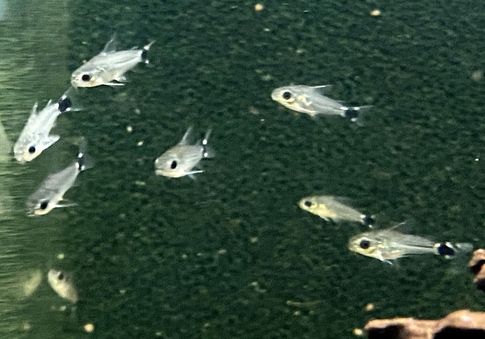 Sichelfleck-Zwergpanzerwels - Corydoras hastatus aqua-teck