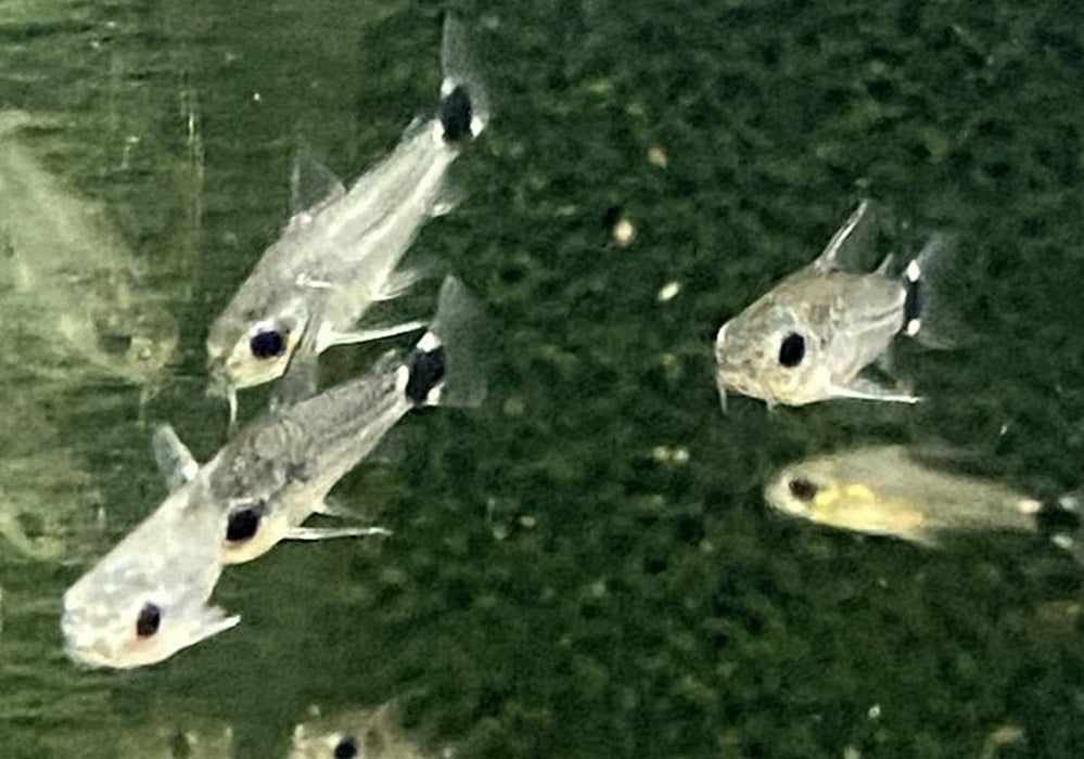 Sichelfleck-Zwergpanzerwels - Corydoras hastatus aqua-teck