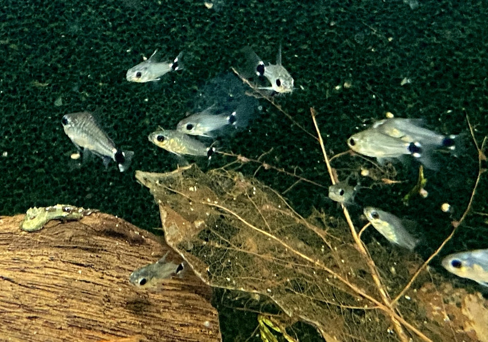 Sichelfleck-Zwergpanzerwels - Corydoras hastatus aqua-teck