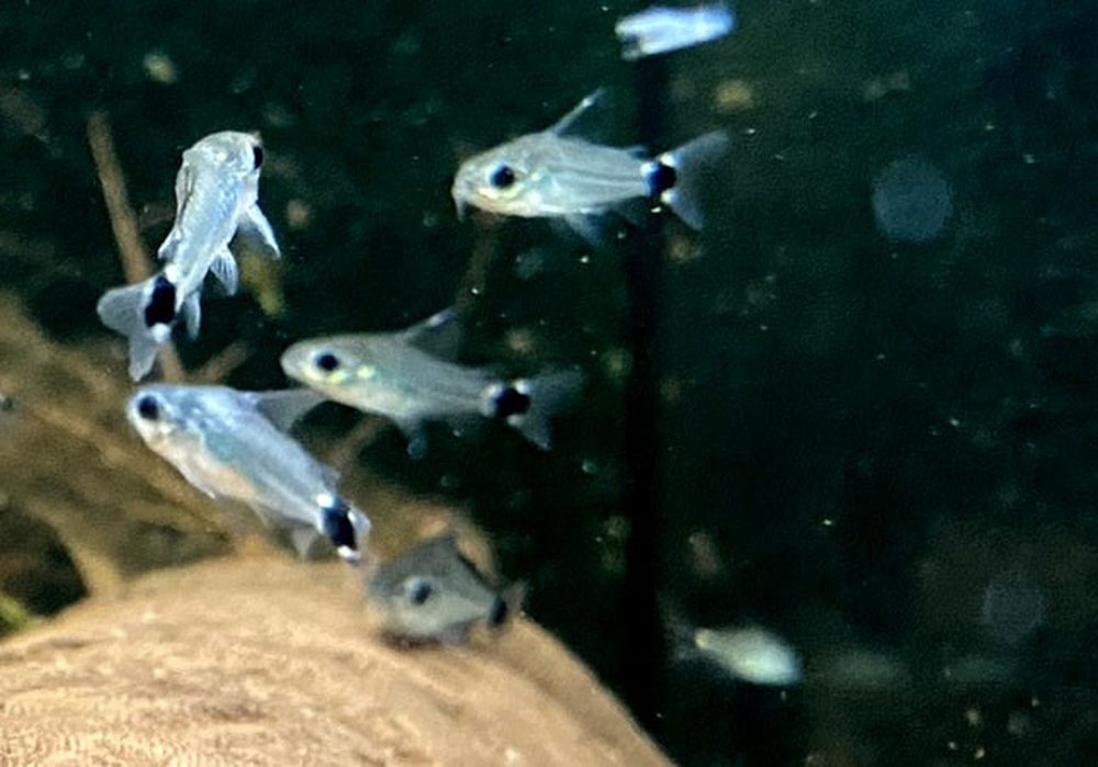 Sichelfleck-Zwergpanzerwels - Corydoras hastatus aqua-teck