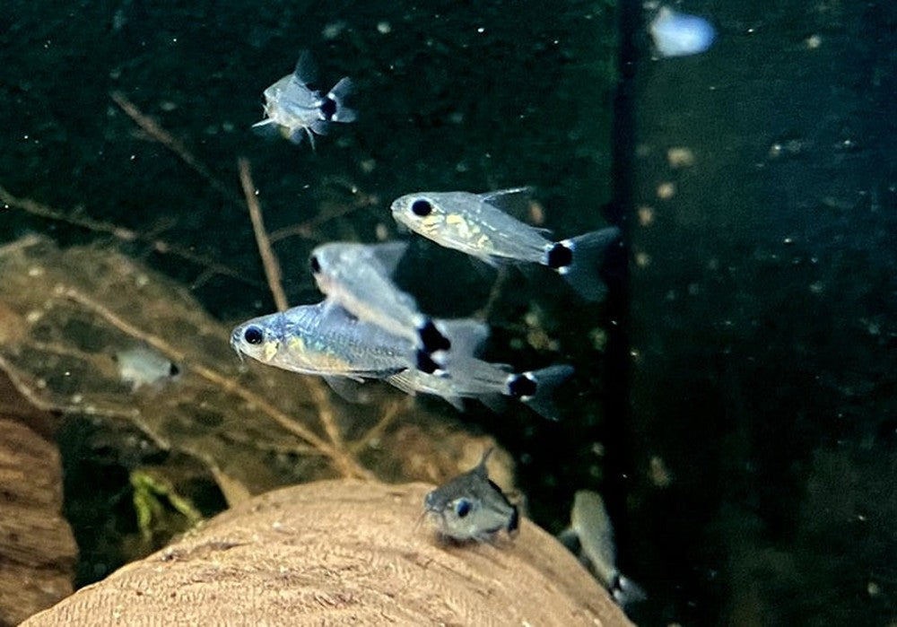 Sichelfleck-Zwergpanzerwels - Corydoras hastatus aqua-teck