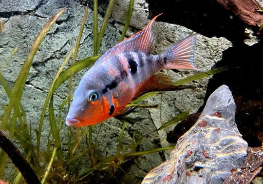 Feuermaulbuntbarsch "Rio Candelaria" S - Thorichthys meeki aqua-teck