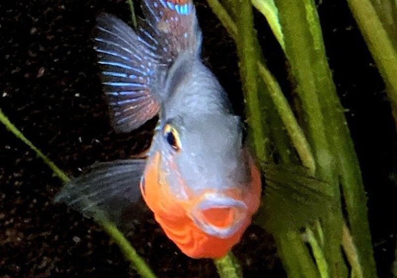 Feuermaulbuntbarsch "Rio Candelaria" S - Thorichthys meeki aqua-teck