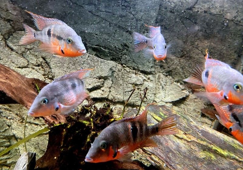 Feuermaulbuntbarsch "Rio Candelaria" S - Thorichthys meeki aqua-teck