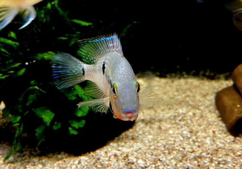 Feuermaulbuntbarsch "Rio Candelaria" S - Thorichthys meeki aqua-teck