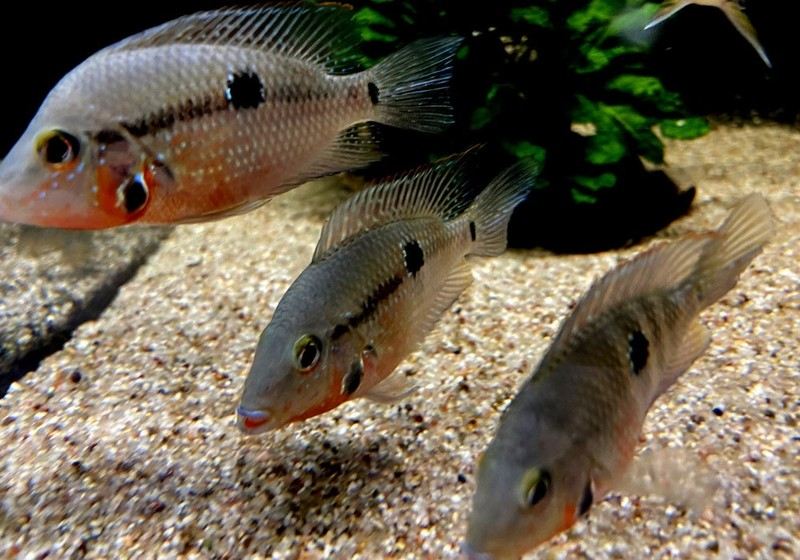 Feuermaulbuntbarsch "Rio Candelaria" S - Thorichthys meeki aqua-teck