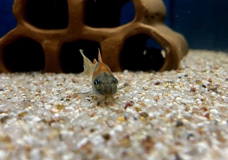 Venezuelapanzerwels 'orange' - Osteogaster Corydoras venezuelanus aqua-teck