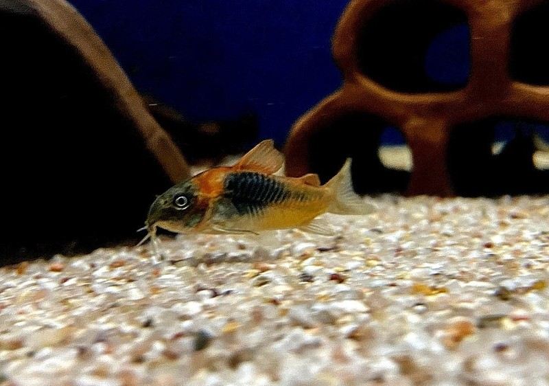 Venezuelapanzerwels 'orange' - Osteogaster Corydoras venezuelanus aqua-teck