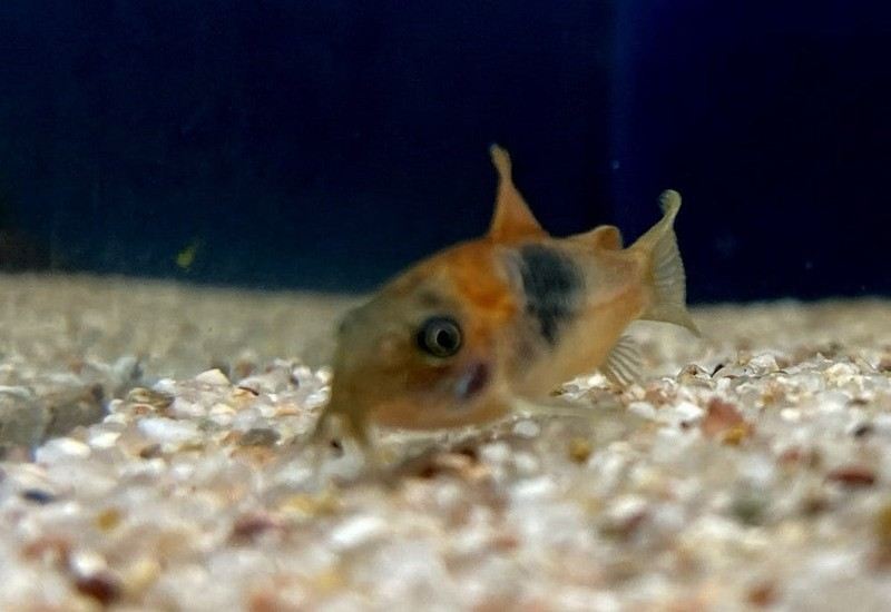 Venezuelapanzerwels 'orange' - Osteogaster Corydoras venezuelanus aqua-teck