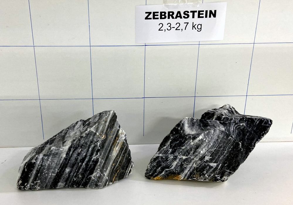 Zebrastein (M) - 2,3-2,7 kg