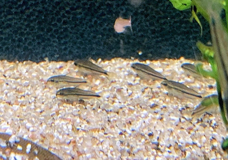 Zwerg-Panzerwels - Gastrodermus (Corydoras) pygmaeus image