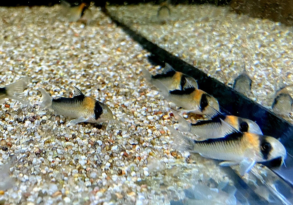 Orangefleck-Panzerwels - Corydoras adolfoi