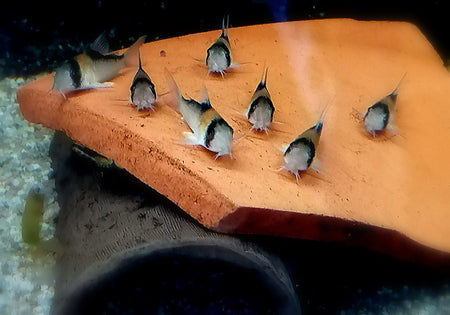 Orangefleck-Panzerwels - Hoplisoma (Corydoras) adolfoi image